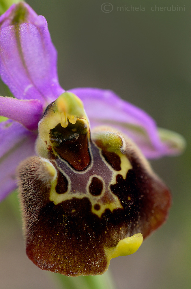 ophrys  holosericea?